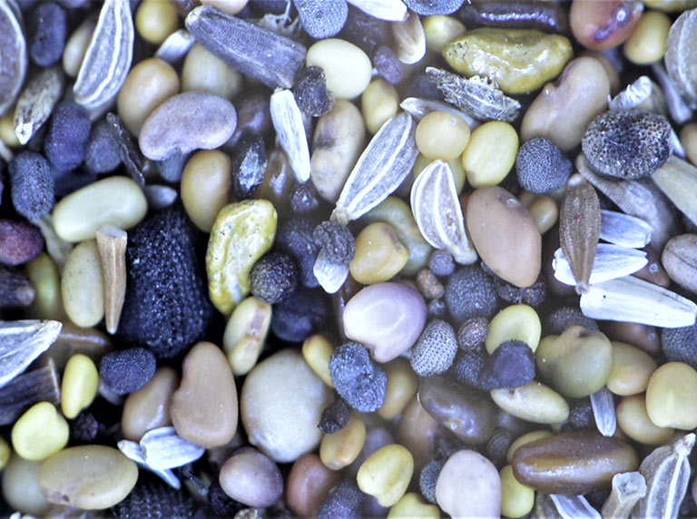 Seed inspection